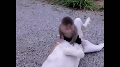 naughty monkey