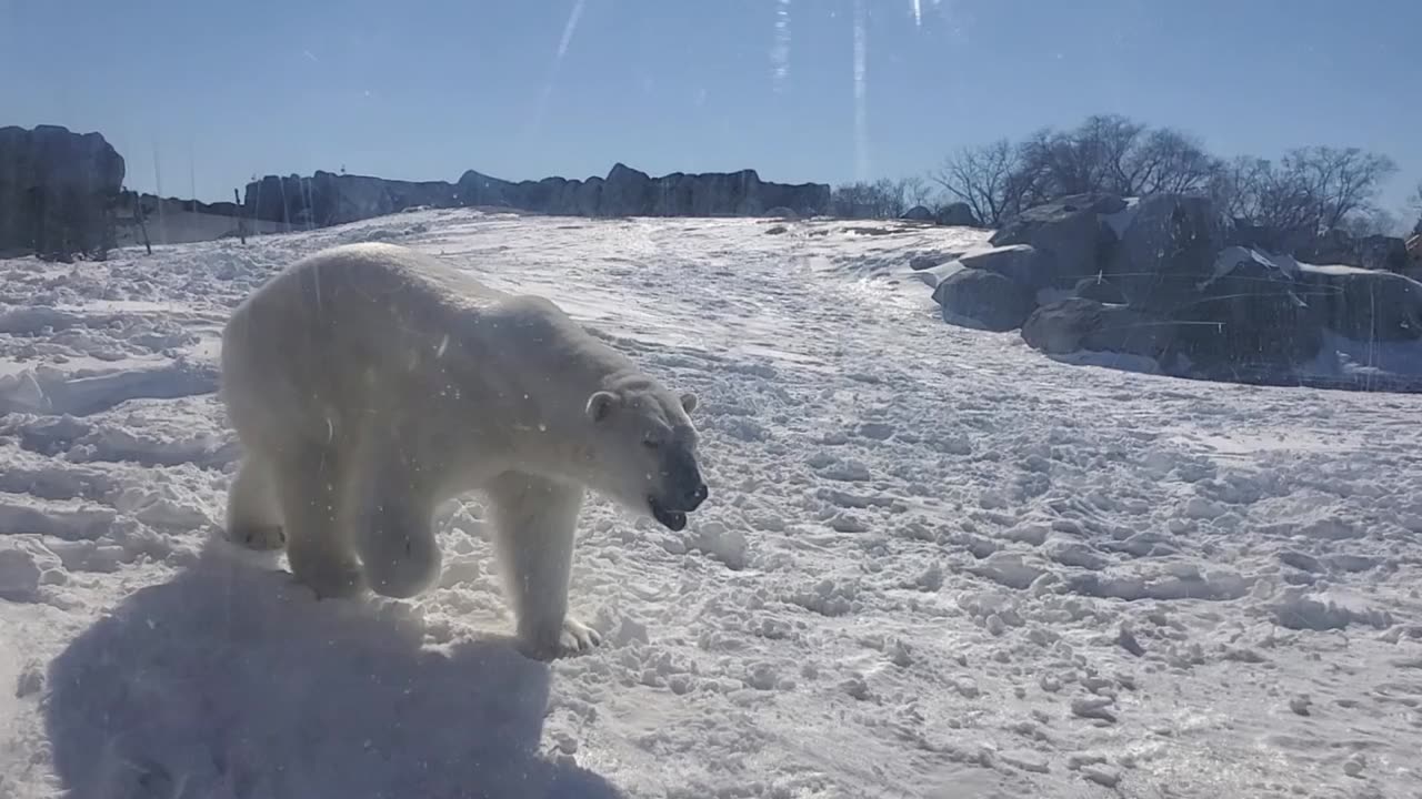 #Cute 🐻‍❄️Polar Bear 🐻‍❄️in Winnipeg Zoo