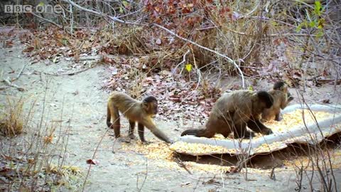 Capuchin monkey flirting - Animals in Love: Episode 2 Preview