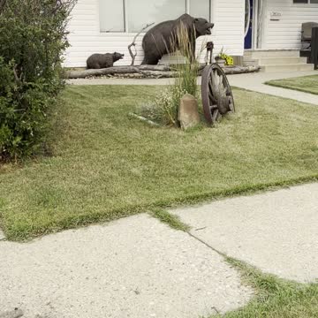 untidy feather, Magpie after incubation,