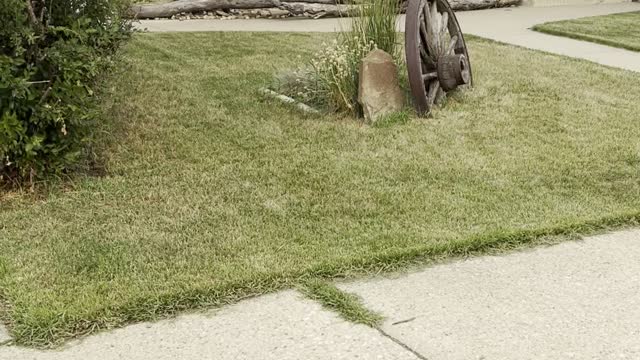 untidy feather, Magpie after incubation,