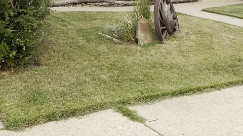 untidy feather, Magpie after incubation,
