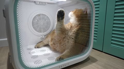 New Pet Dryer for Hosico - PETKIT AirSalon Max