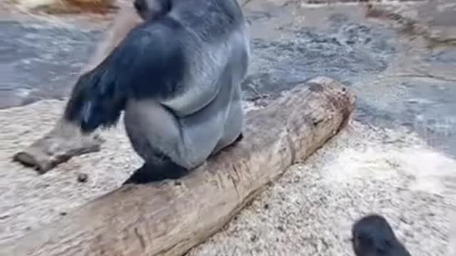 FUNNY VIDEO