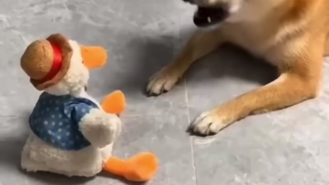 Dog funny moments 😂👌