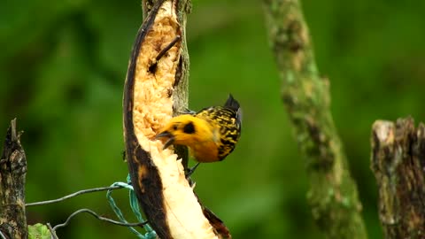 Fauna Nature Birds Eating