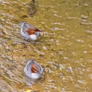 A fish swims together with goosanders on a river / water birds and a fish in the water.