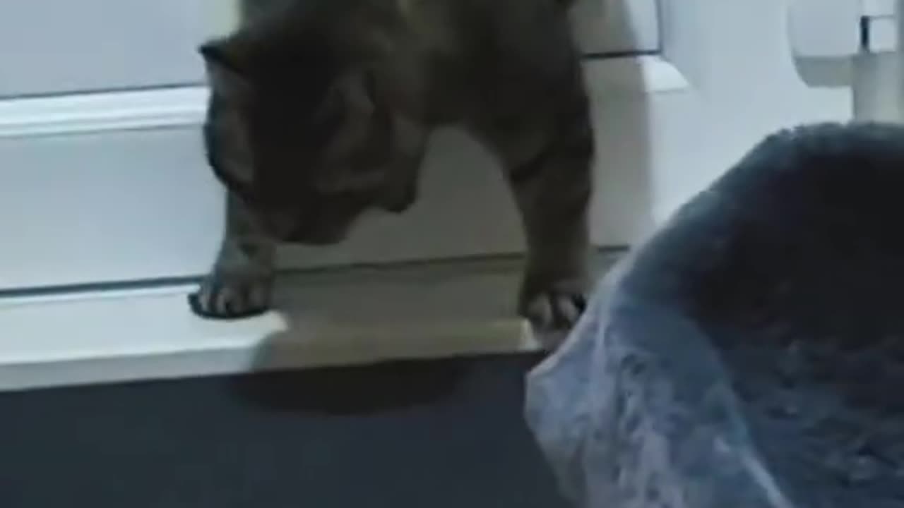 Poor cats 😅 wait until the end 😳.