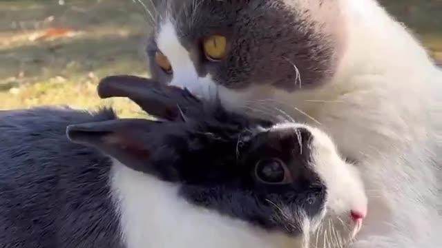 Two Adorable Cats Playing