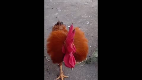 Funny animal video clips