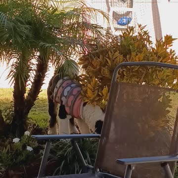 Luna getting on the bench.