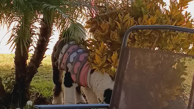 Luna getting on the bench.