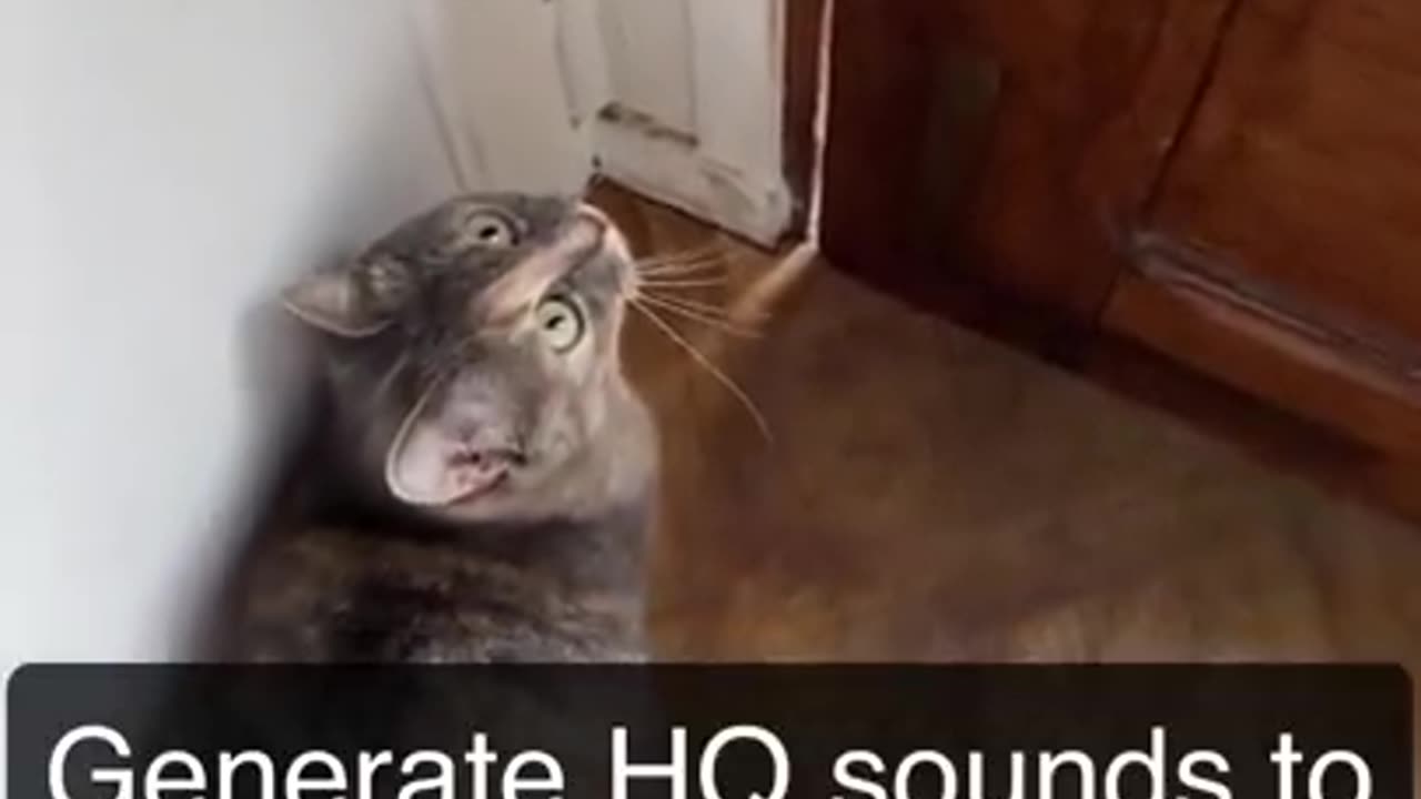 Sounds to attract cats