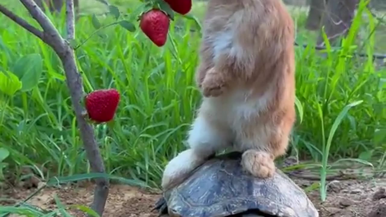 Rabbit on turtle 😅