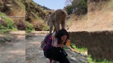 Funniest Animals Best Of The monkey compilation Funny Animal Videos Cutest Animals 2023