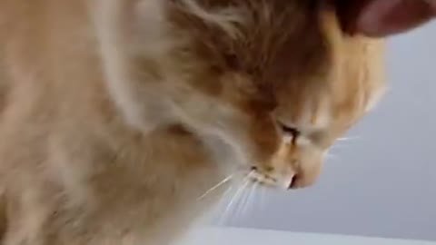 Imotional cat video/cat crying