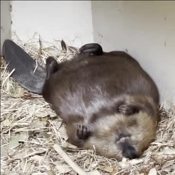 American beaver having Nightmare and waking up