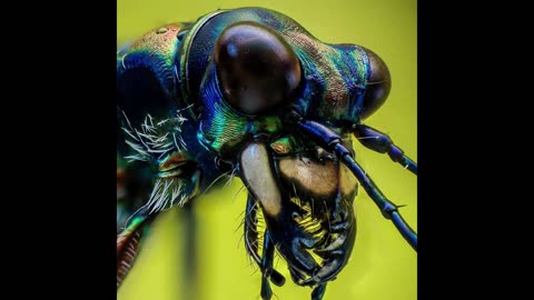 The amazing world of insects..they see us, we don t see them.