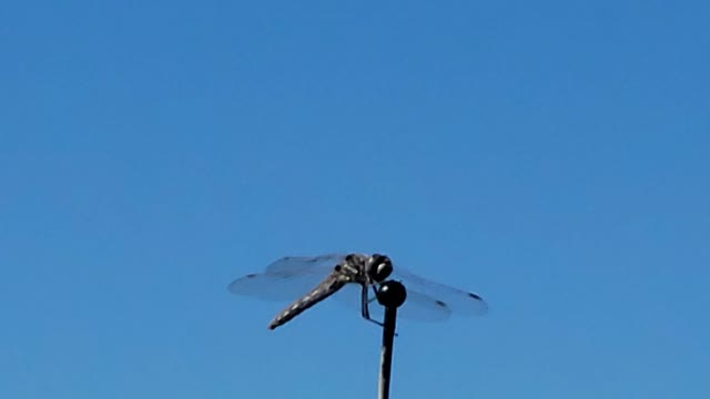 Dragonfly on Car Antenna