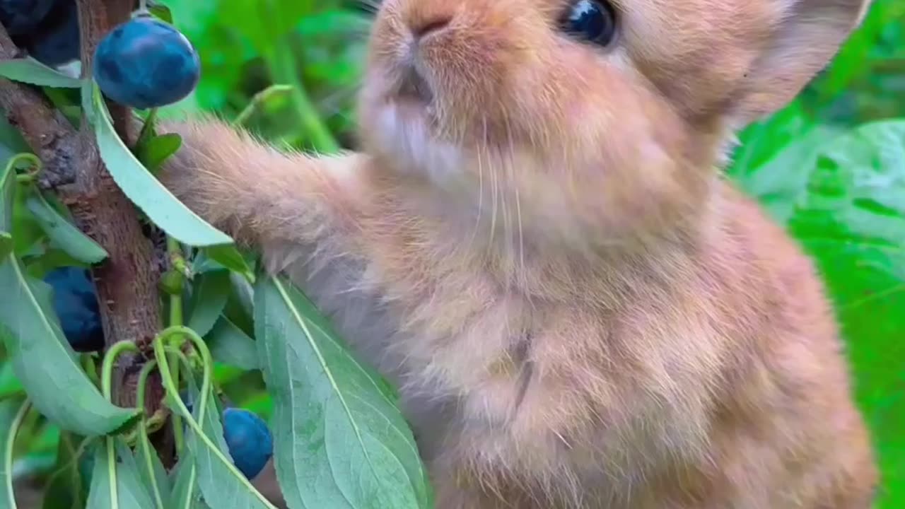 Rabbit 🐰 eating