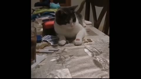 Videos of funny cats