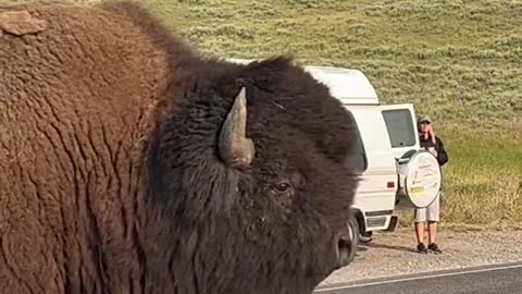 Yellowstone Bison grunting in Rut!