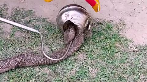 Good thing they rescued the snake before it was too late! 🐍😱