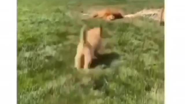 cutest cat Vs Cuteest dog