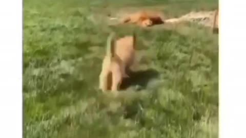 cutest cat Vs Cuteest dog