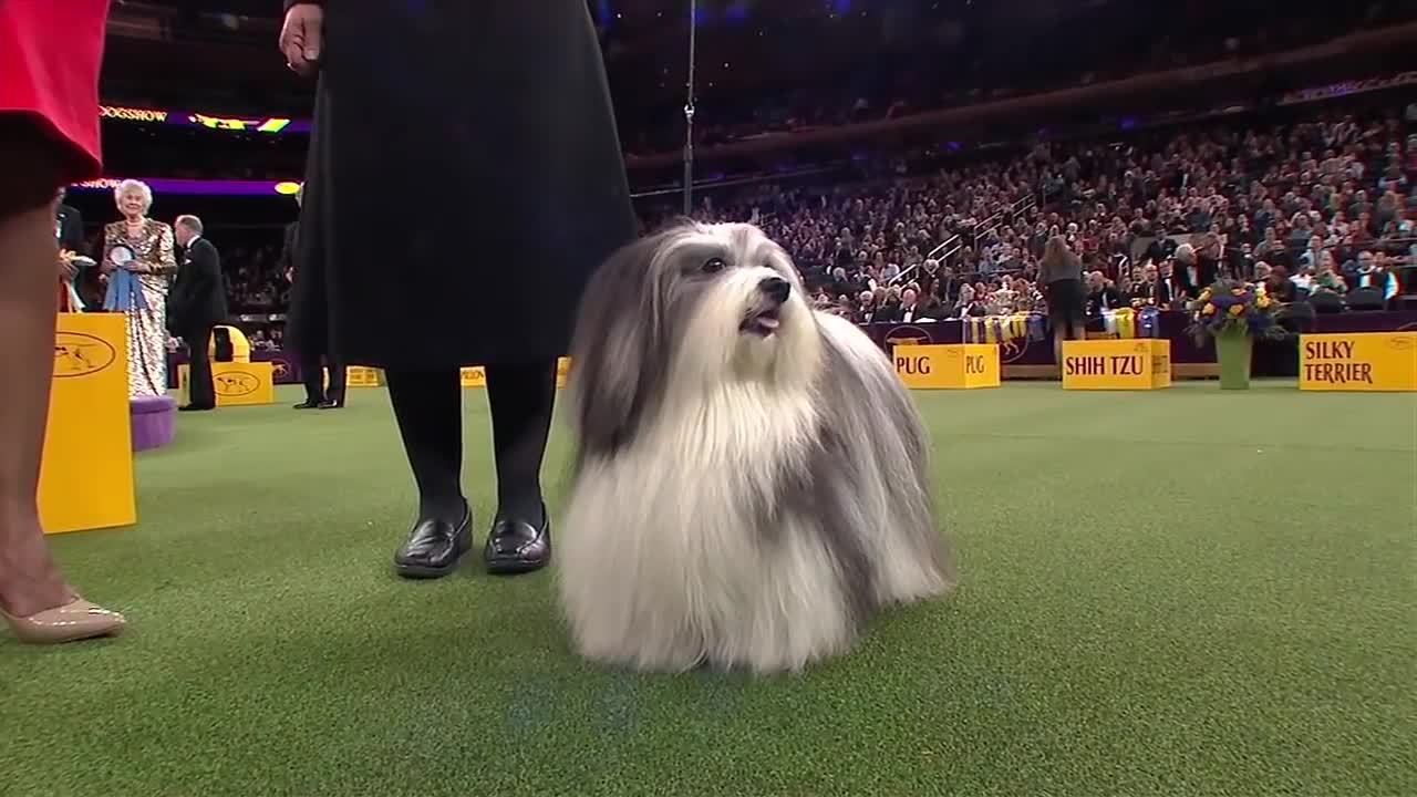 Westminster Kennel Club Dog Show - FOX SPORTS