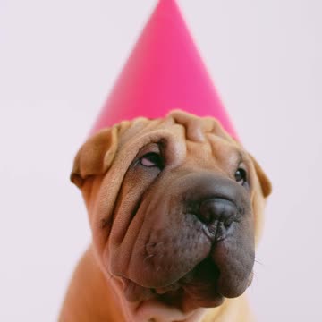 Dog amezing animal's #dog #animal #amezing