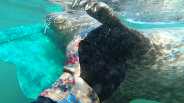 Diver Pets Playful Harbor Seal While Swimming Underwater
