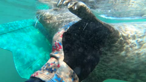 Diver Pets Playful Harbor Seal While Swimming Underwater