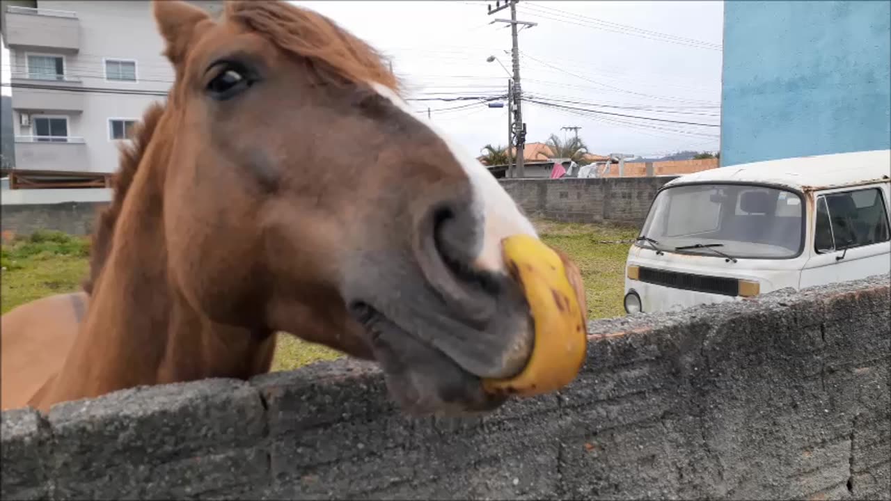 EAT MORE BANANA