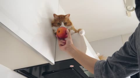 How I Trained My Cats
