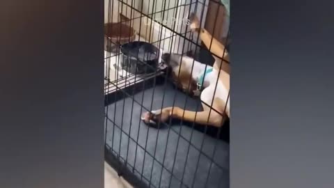 Funniest Animals 2023 Trending 😂😂 Best Cats And Dogs Videos Videos 🐶😸 Part 8