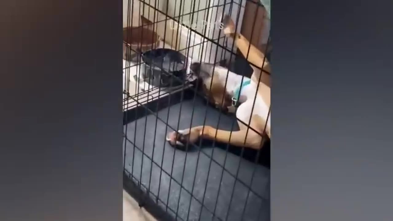 Funniest Animals 2023 Trending ππ Best Cats And Dogs Videos Videos πΆπΈ Part 8