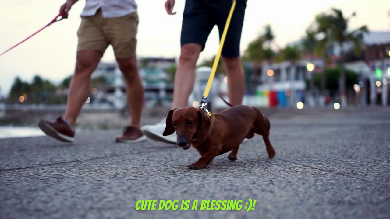 CUTE DOG 3 : Pawsitively Adorable: Heartwarming Moments with Cute Dogs 🐾