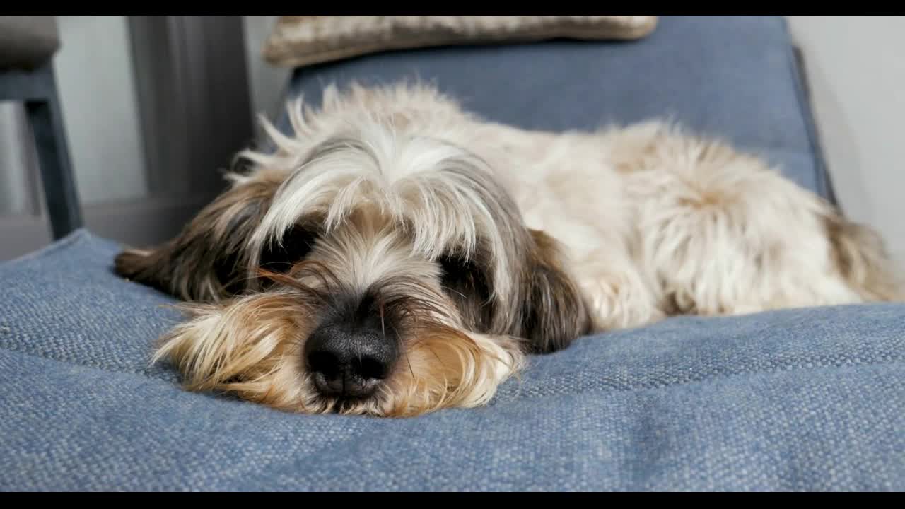 Adorable shaggy hound dog PBGV or Petit Basset Griffon Vendeen sleeping on a comfortable