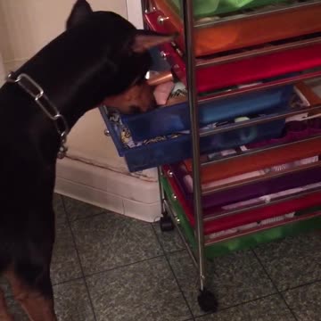 Dobie searching for her favorite things.