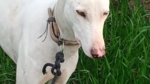 Hunting dog is a good hunting dog of Pakistani breed