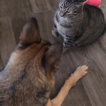 funny cat and dog fights #rumble