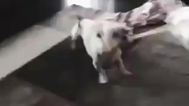 Does your dog bite?