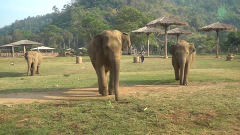 Herd Run To Greeting After Arrival Of Two Rescued Elephants Kham Moon And Pyi Mai - ElephantNews