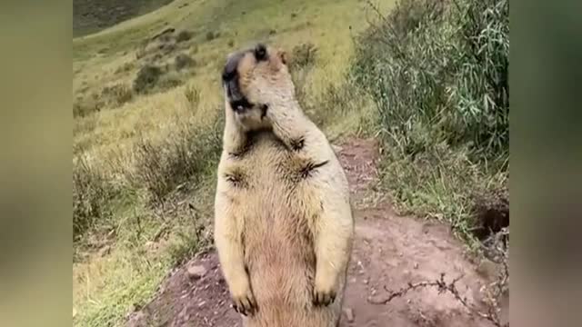 Lovely groundhog, do you like itLovely groundhog, do you like it
