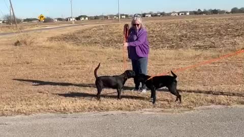 #1 black lab male (on left) #16 black lab male January 2022