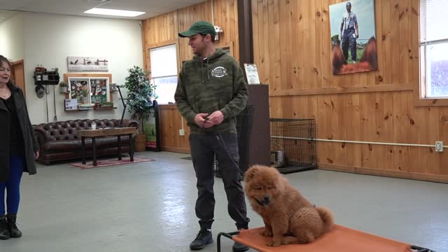 how to train a puppy