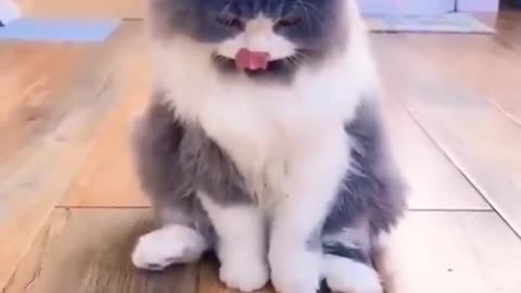 this cat is very funny,look once..