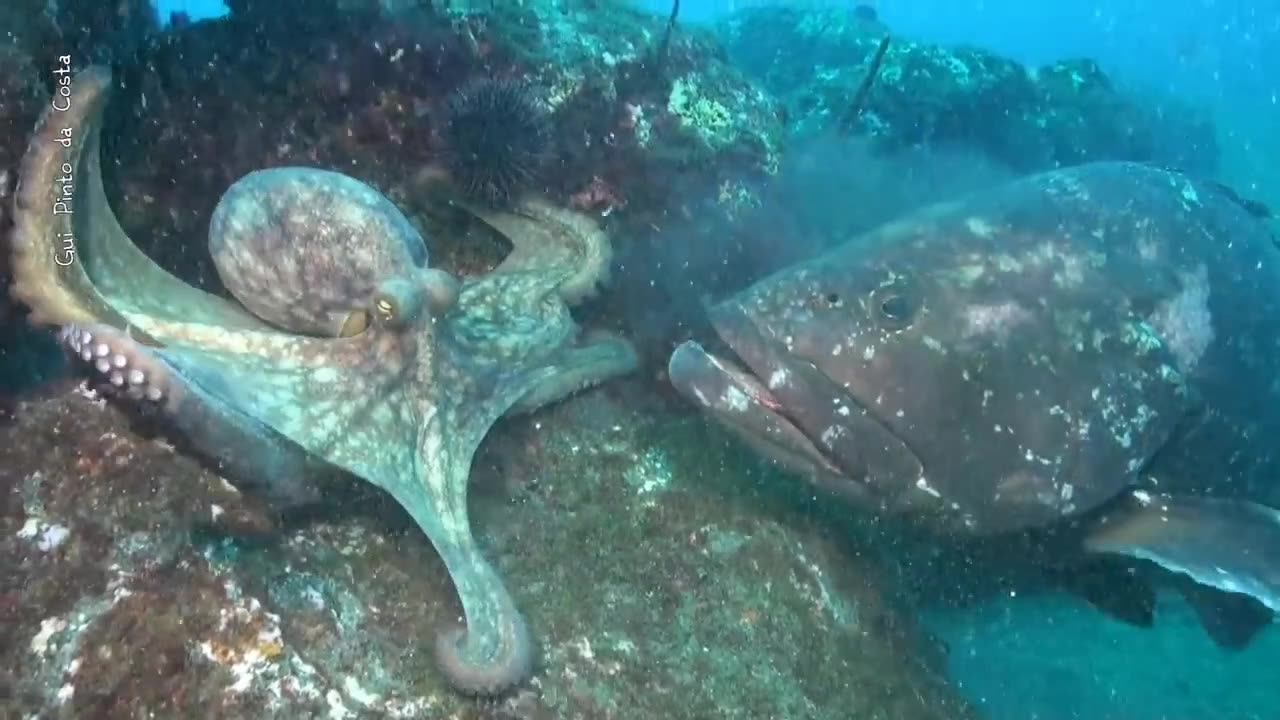 Octopus escaping from the Mere