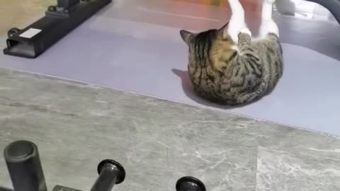 My cat at the gym